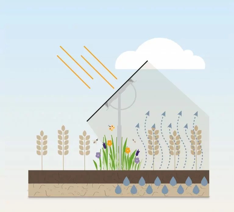 Agri-PV Module auf Visiolar Trackern richten sich dynamisch nach der Sonne aus und schützen die Ernte vor Verschattung
